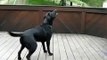 Dog Loves Tennis Balls - Funny Dog Video