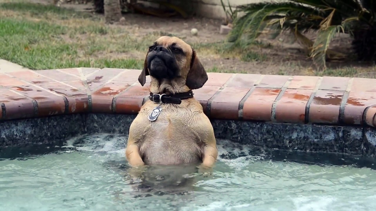 Un chien fan de Jacuzzi... Le pied!