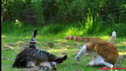 Des chats ninjas !