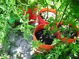 CONTAINER GARDENING RAISING BUCKET TOMATOES