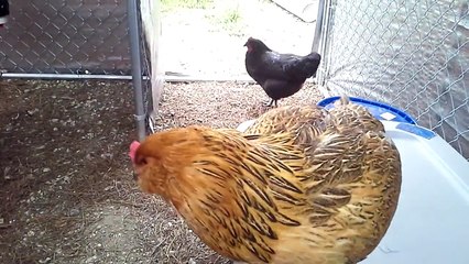 feeding all the hens