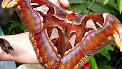 TOP 10 WORLD'S BIGGEST LARGEST INSECTS