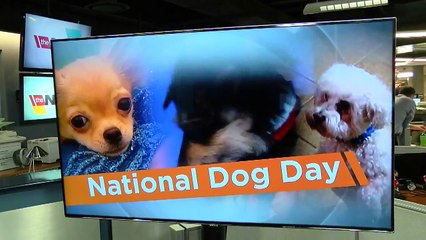 Celebrating National Dog Day