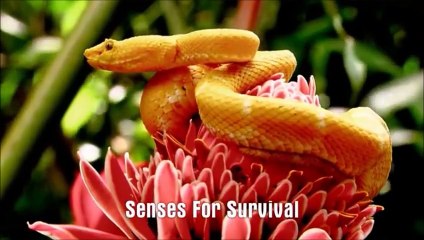 Snake Senses for Survival and Hunting - - The beauty of Snake (HD)