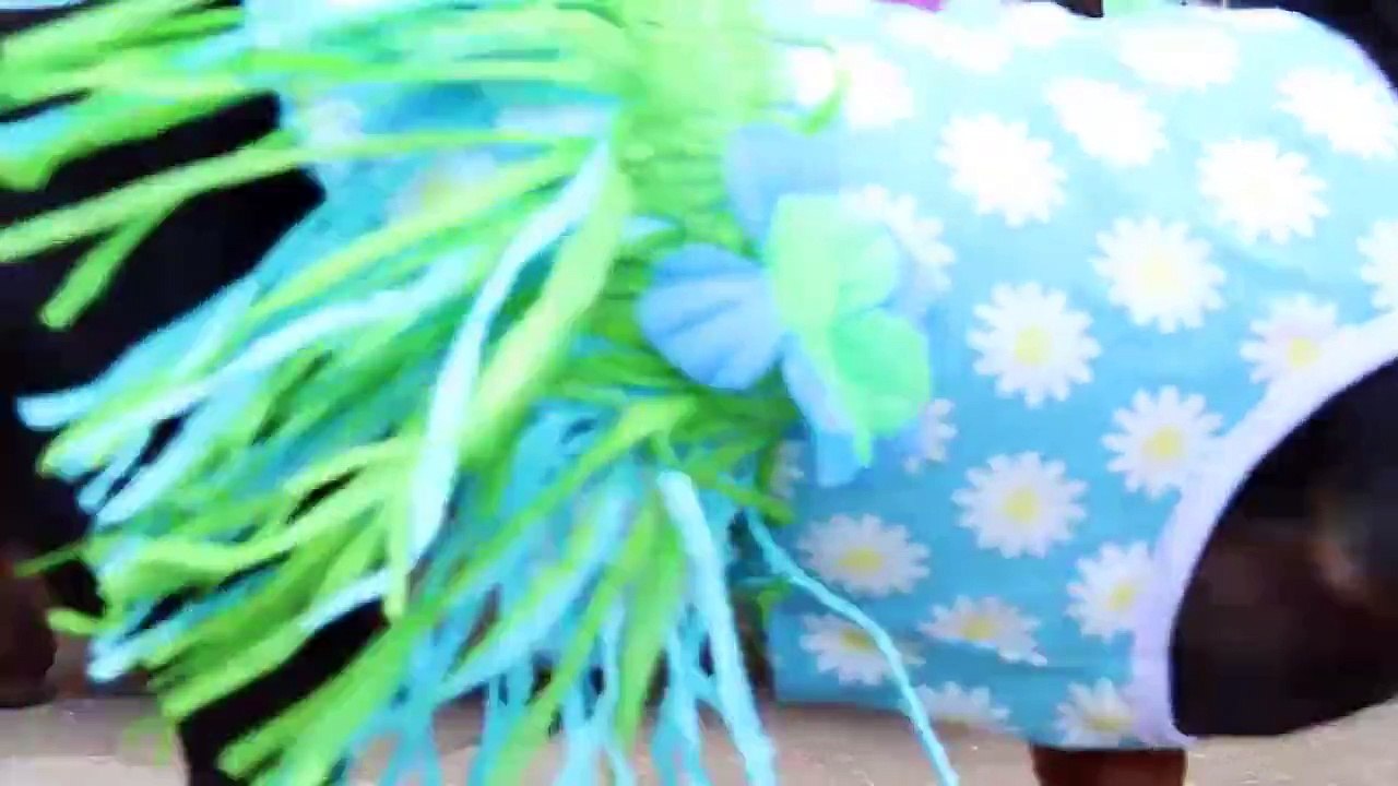 "Crusoe's Cheerleaders" - Dachshund Pool Party Music Video