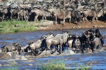 Best Wildlife Photos   National Geographic   Wild Life and Nature Pictures