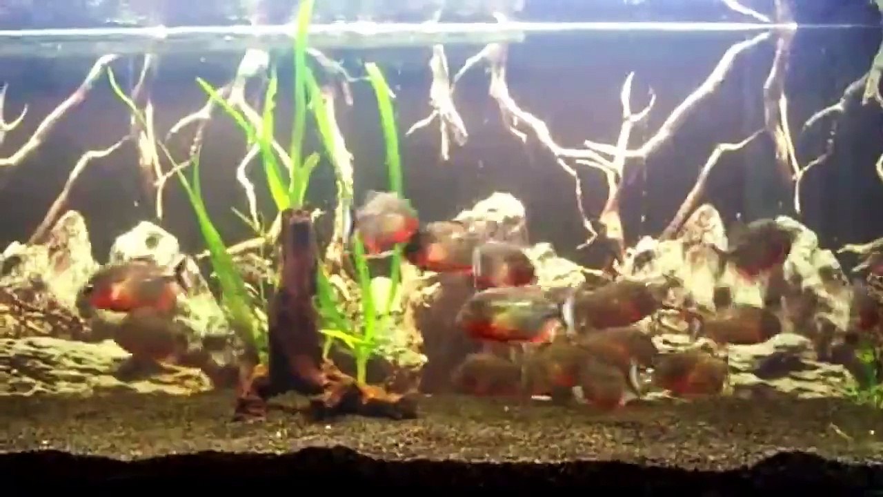 PIRANHA Fish Attack Human full hd 2015   Amazon River Documentary National Geographic