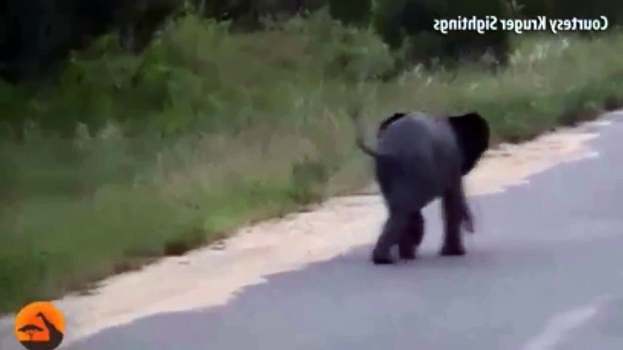 Cute baby Elephant playing with birds