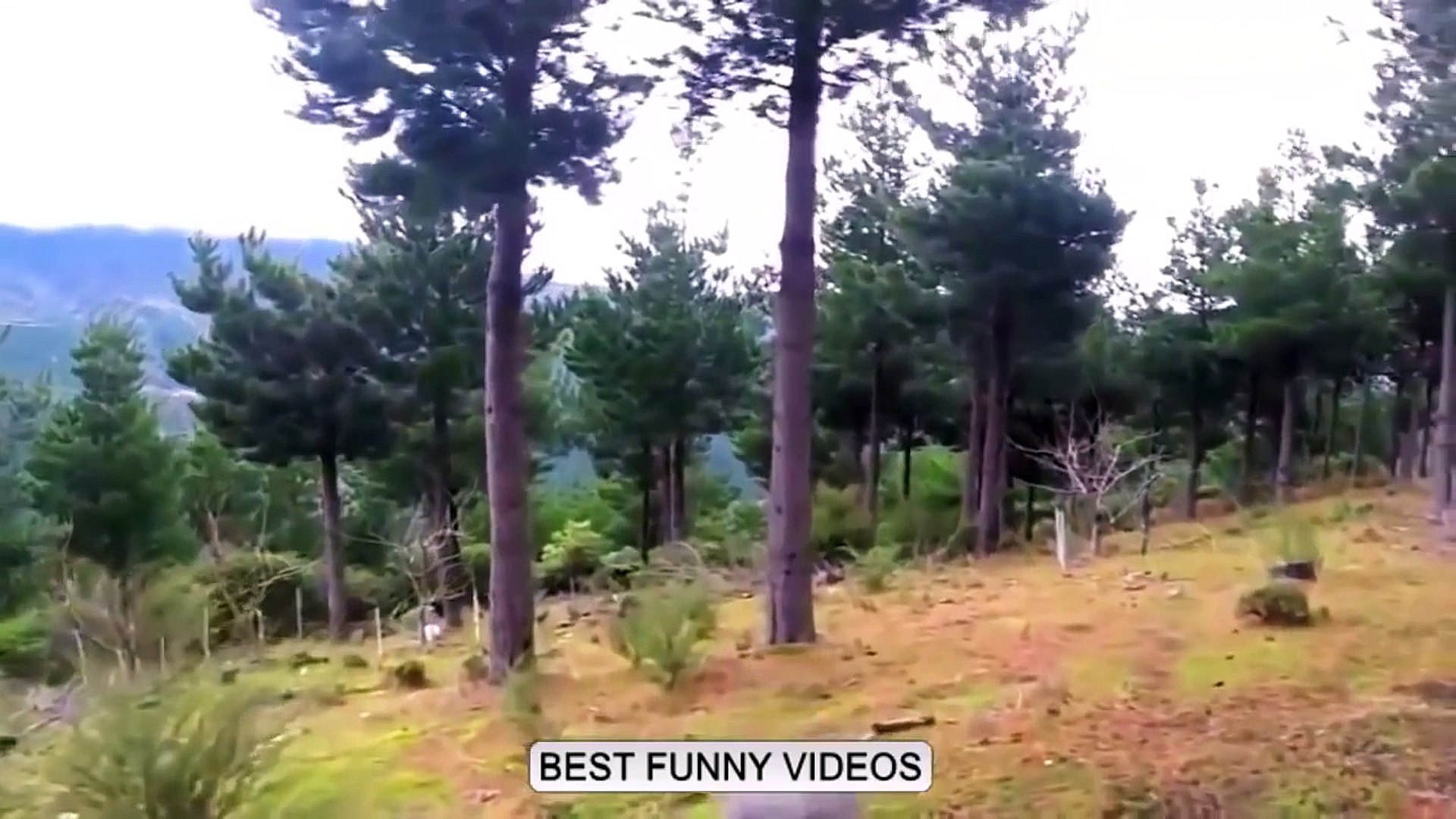Funny Animals funny cat funny  dog funny videos Funny Animals 2015