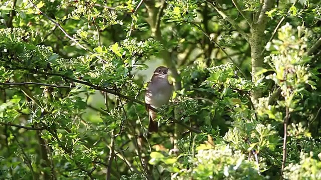 Le chant du rossignol