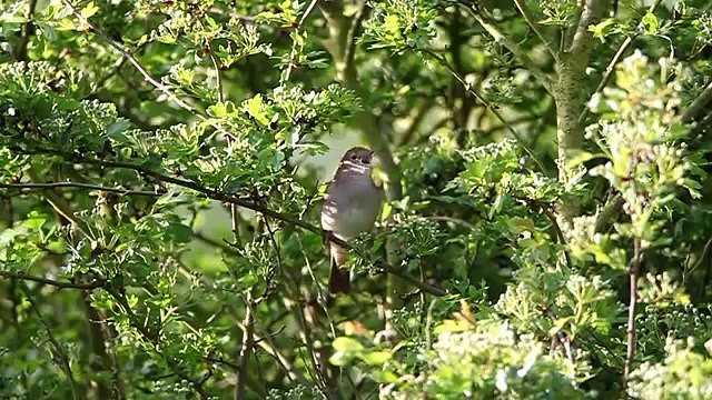Le chant du rossignol