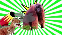 Animal Sounds for Children! Animals Sounds Real Animals! Learn Animal Sounds Animal Names and Sound