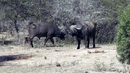 Buffaloes lock horns in dramatic fight