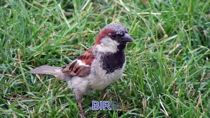 Animal Sounds: Real Animals - Names, Sounds, and Babies' Names
