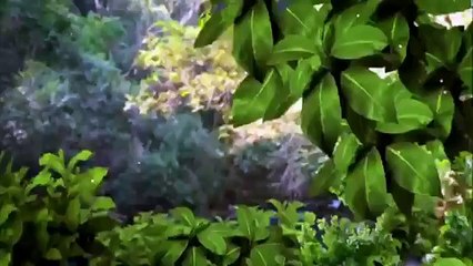 Coração Indomável Capítulo 69 28/05/15 (Dublado Completo HDTV) SEM CORTES Part 1