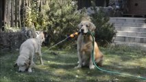 Golden Retriever holds water hose in mouth for puppy