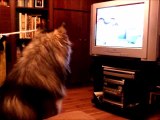 Giant Alaskan Malamute loves watching cartoons