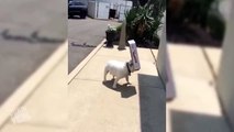 This Dog Loves Cardboard Boxes More Than Anything And It's Hilarious