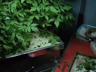 The Silence of the Lambs — "It Rubs the Lotion on its Skin"