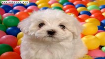 Cutest Little Puppies - World's Most Cute Puppy Dogs Photos
