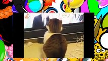 funny cats,funny cat videos,funny animals,funny video,cats funny,funny videos,funny cat