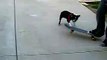 Skateboarding Boston Terrier dog
