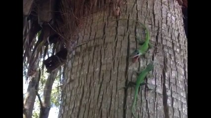 Epic Lizard Battle (music)