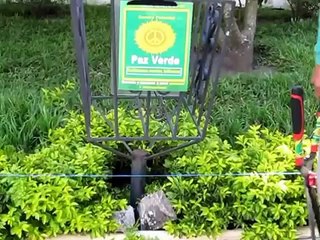 Procedimiento tecnico para corte o poda de duranta verde repens