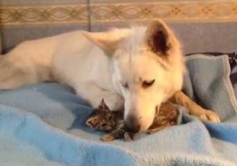 Dog and Kitten Share Touching Bond