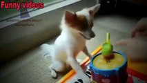 Funny animals playing instruments Cute and funny animal compilation Full HD