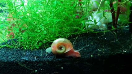 [Pink] Ramson Snail - watch out the heartbeats!