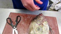 How to fillet a John Dory with Toby Guest @ WetFishShop Lyme Regis