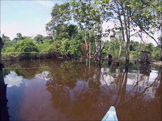 Abeilles mélipones Amazonie (Brésil)