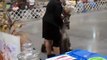 Afghan Hound Dog Show