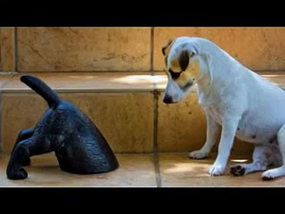 funny dogs and not only