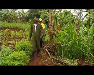 Shamba Shape Up S01Ep13 - Revisiting Planting Napier Grass