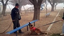 INTENSE De La Rouquine  Belgian Tervuren