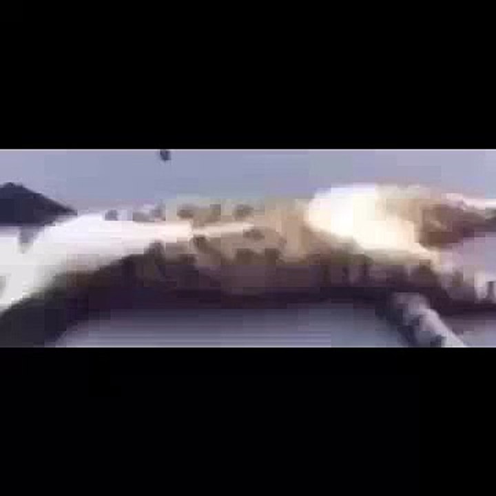 Funny Cat Sleeping on a Car - Wake Up! It's Morning