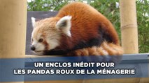 Un enclos inédit pour les pandas roux de la Ménagerie