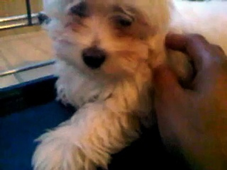 Maltese Dog Gagging Kennel Cough? Reverse Sneeze? video Dailymotion