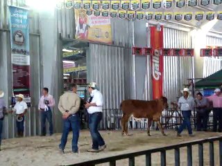 Semana del Ganadero y Expoleche 2015, Eleccion Campeona de Lechero Tropical, Guatemala Jueves 20 de Agosto
