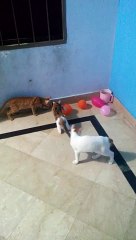 Cute cats playing with balloons