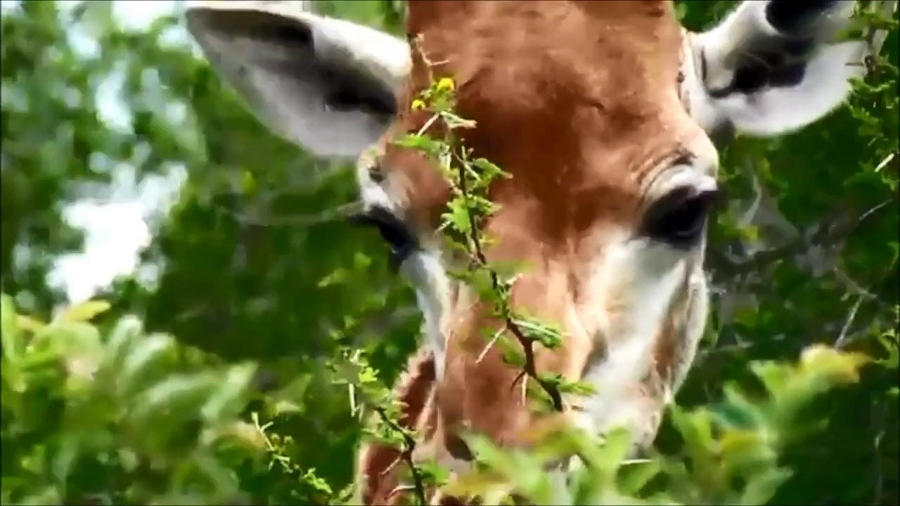 LOS ANIMALES Y SUS SONIDOS