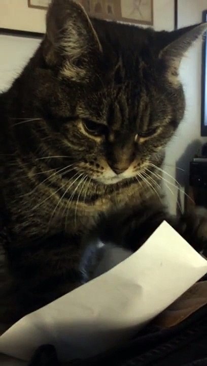 cat love paper!