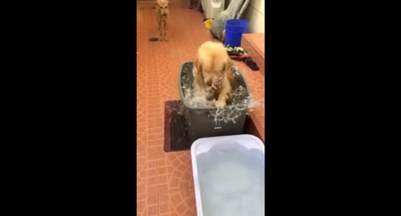 Golden retriever prend son bain