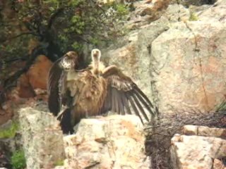 Griffon Vulture