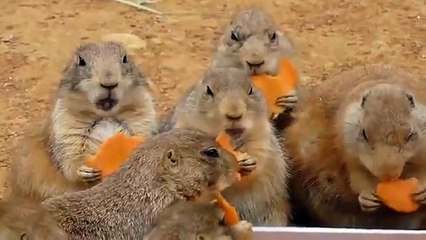Prairie Dogs Are Eating Carrots- Carrots Party