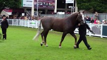 Dublin Horse Show RID Stallion Class RDS 2013