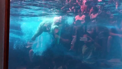 Polar bear feeding in slow motion