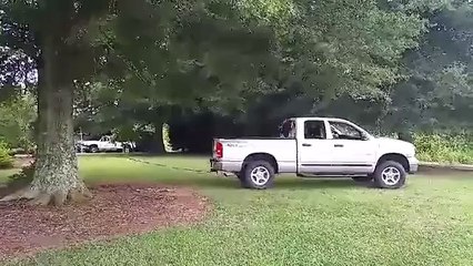 Pickup truck pulls a tree with roots